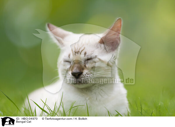 Bengal Katze / Bengal Cat / HBO-04970
