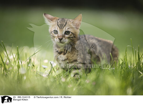 Bengal Ktzchen / Bengal Kitten / RR-104315