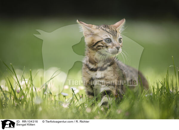 Bengal Ktzchen / Bengal Kitten / RR-104316