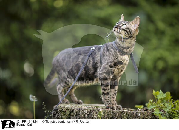 Bengal Cat / RR-104324
