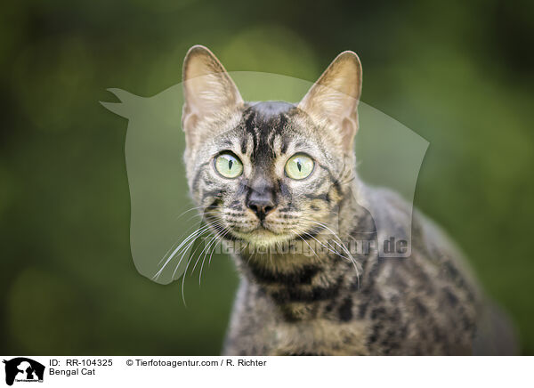 Bengal Cat / RR-104325