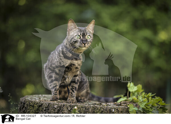 Bengal Katze / Bengal Cat / RR-104327