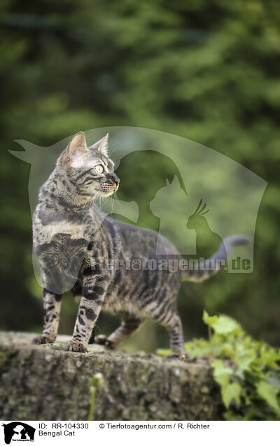 Bengal Cat / RR-104330