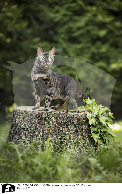 Bengal Katze / Bengal Cat / RR-104332