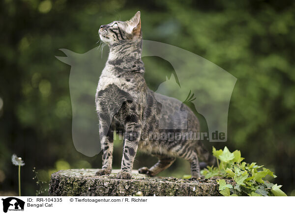 Bengal Cat / RR-104335