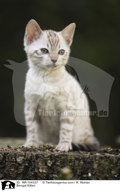 Bengal Kitten / RR-104337
