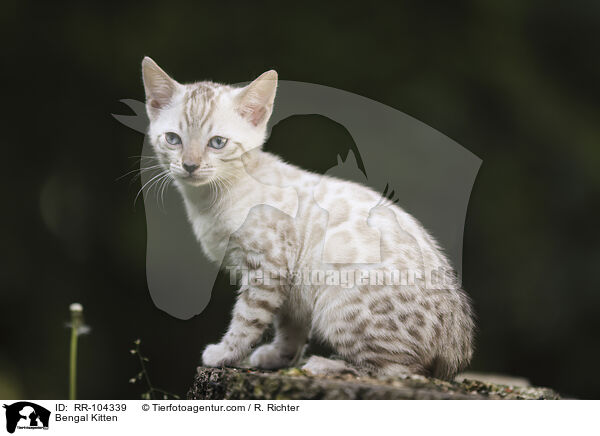 Bengal Kitten / RR-104339