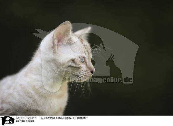 Bengal Ktzchen / Bengal Kitten / RR-104344