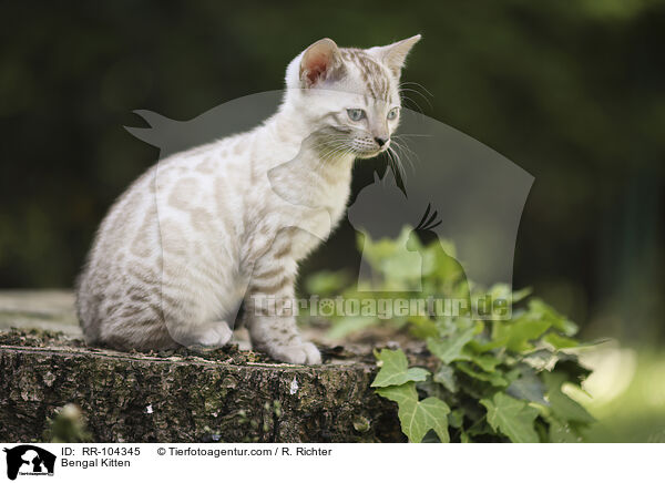 Bengal Kitten / RR-104345