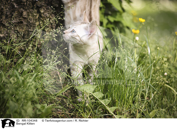 Bengal Kitten / RR-104348