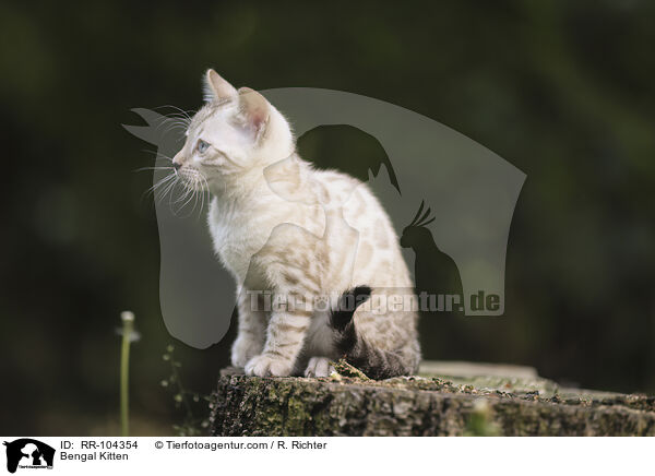 Bengal Ktzchen / Bengal Kitten / RR-104354