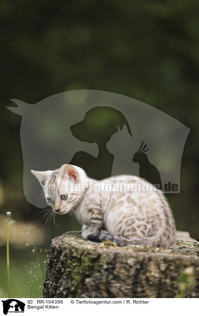 Bengal Ktzchen / Bengal Kitten / RR-104356