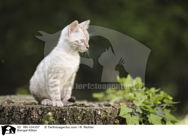 Bengal Ktzchen / Bengal Kitten / RR-104357