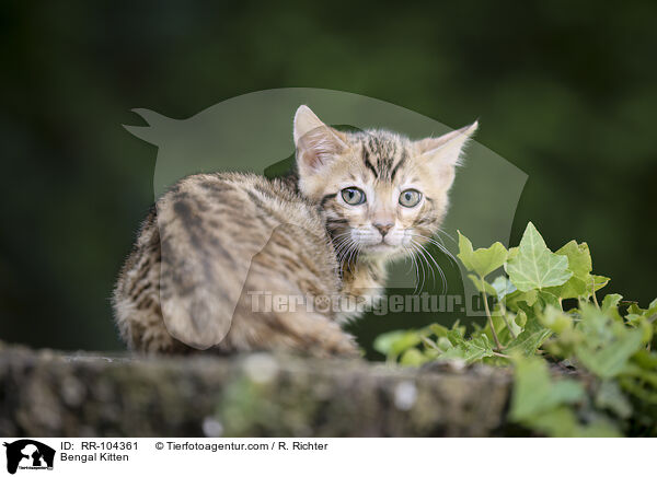 Bengal Ktzchen / Bengal Kitten / RR-104361