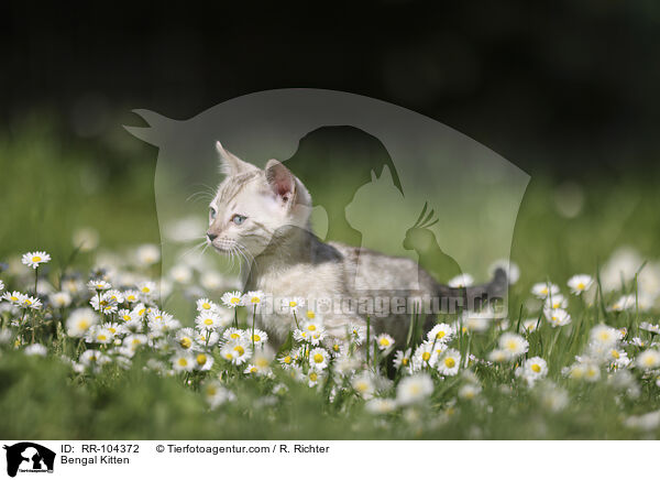 Bengal Kitten / RR-104372