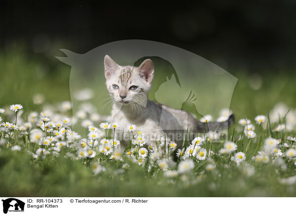 Bengal Kitten / RR-104373