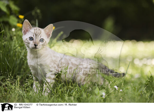 Bengal Kitten / RR-104377