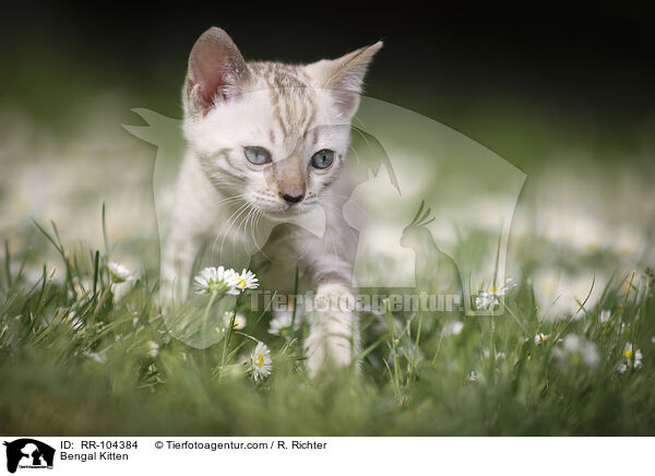 Bengal Ktzchen / Bengal Kitten / RR-104384