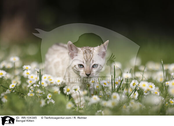 Bengal Kitten / RR-104385