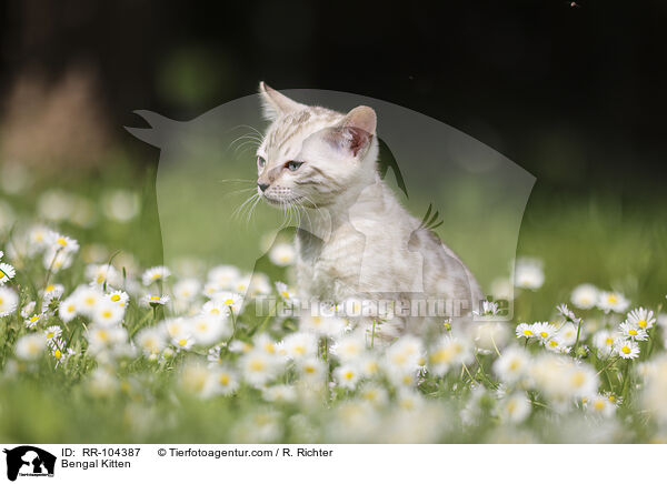 Bengal Kitten / RR-104387