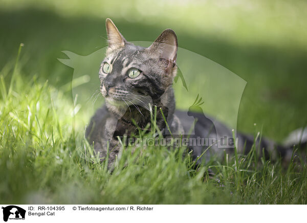 Bengal Katze / Bengal Cat / RR-104395