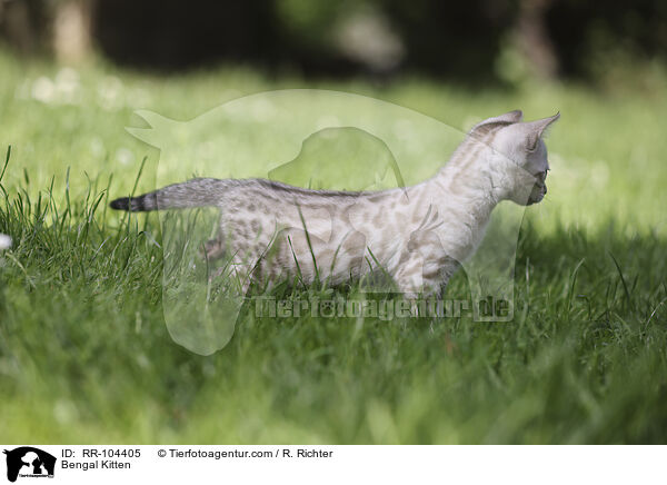 Bengal Ktzchen / Bengal Kitten / RR-104405