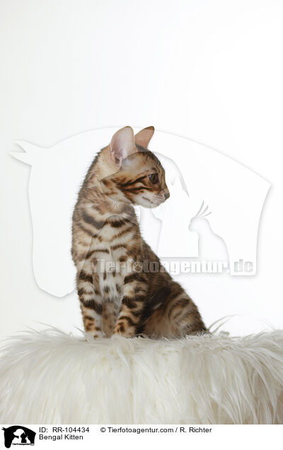 Bengal Ktzchen / Bengal Kitten / RR-104434