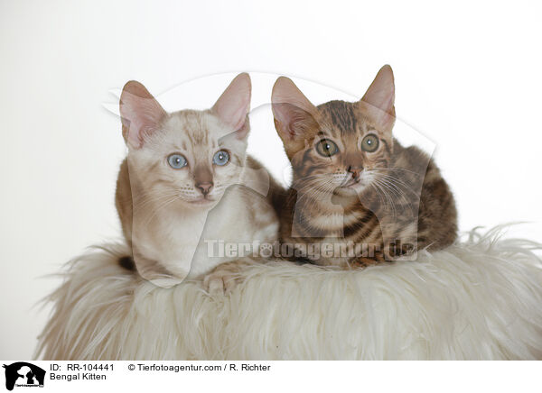 Bengal Ktzchen / Bengal Kitten / RR-104441