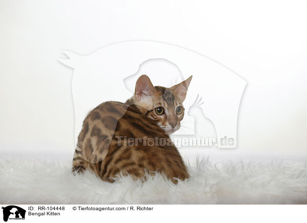 Bengal Ktzchen / Bengal Kitten / RR-104448