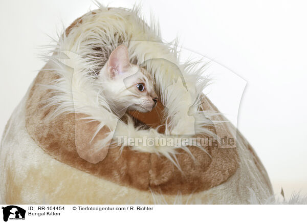 Bengal Kitten / RR-104454