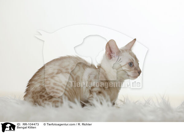 Bengal Ktzchen / Bengal Kitten / RR-104473
