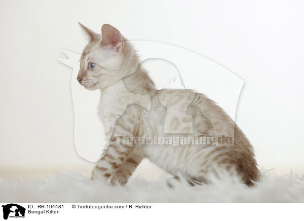 Bengal Kitten / RR-104481