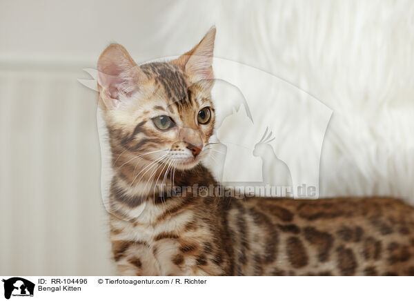 Bengal Ktzchen / Bengal Kitten / RR-104496