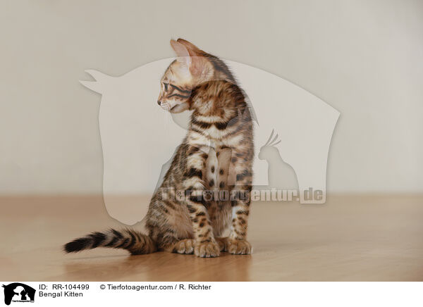 Bengal Kitten / RR-104499