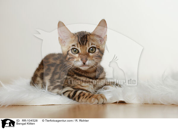 Bengal Kitten / RR-104528