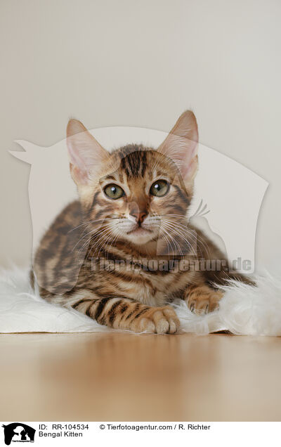 Bengal Kitten / RR-104534