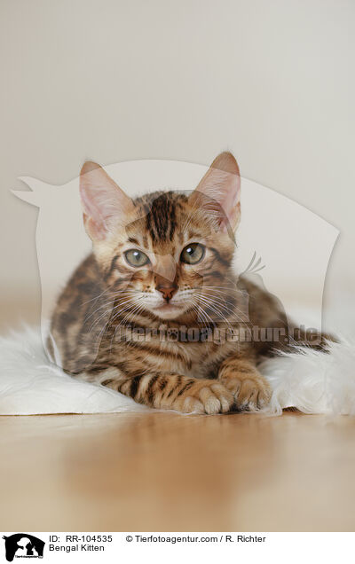 Bengal Kitten / RR-104535