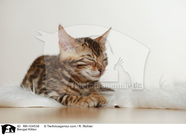 Bengal Kitten / RR-104538