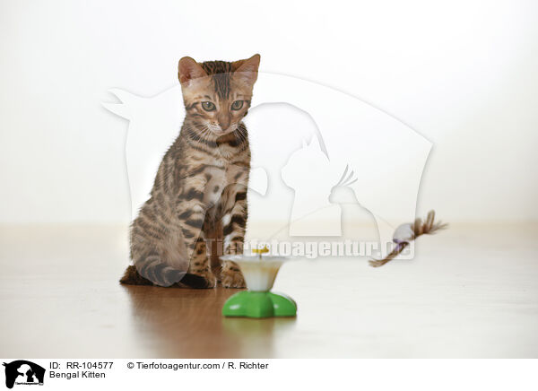 Bengal Kitten / RR-104577