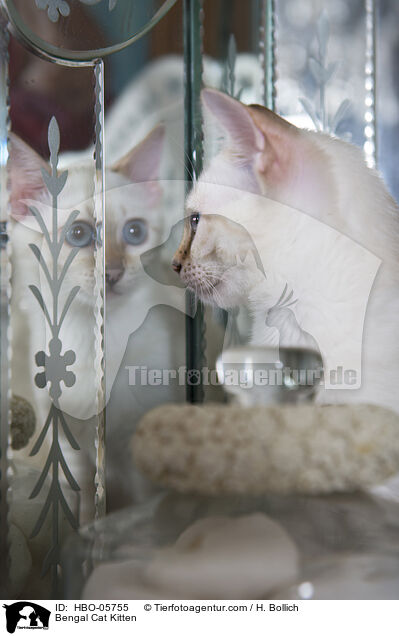 Bengal Cat Kitten / HBO-05755