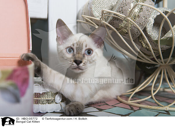 Bengal Cat Kitten / HBO-05772