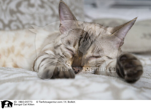 Bengal Cat Kitten / HBO-05773