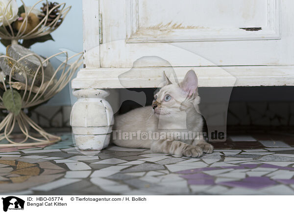 Bengal Cat Kitten / HBO-05774