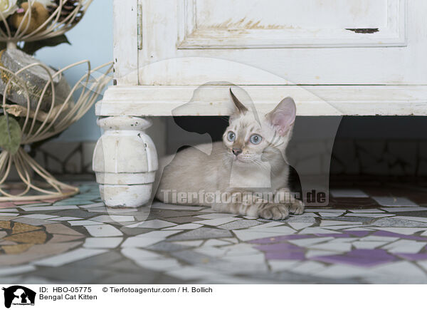 Bengal Katze Ktzchen / Bengal Cat Kitten / HBO-05775
