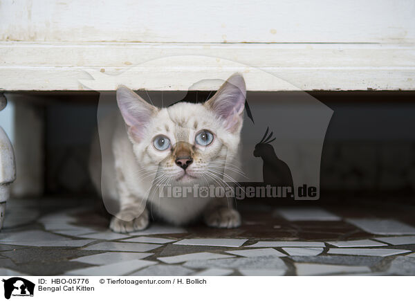 Bengal Cat Kitten / HBO-05776