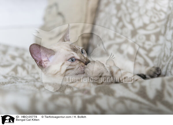Bengal Cat Kitten / HBO-05778