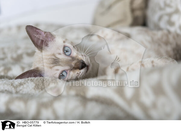 Bengal Cat Kitten / HBO-05779