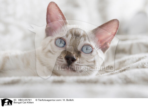 Bengal Cat Kitten / HBO-05781