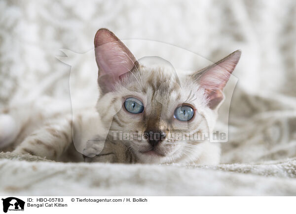 Bengal Cat Kitten / HBO-05783