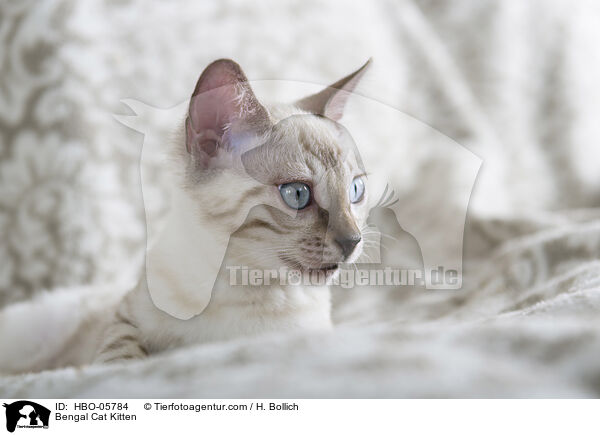 Bengal Cat Kitten / HBO-05784